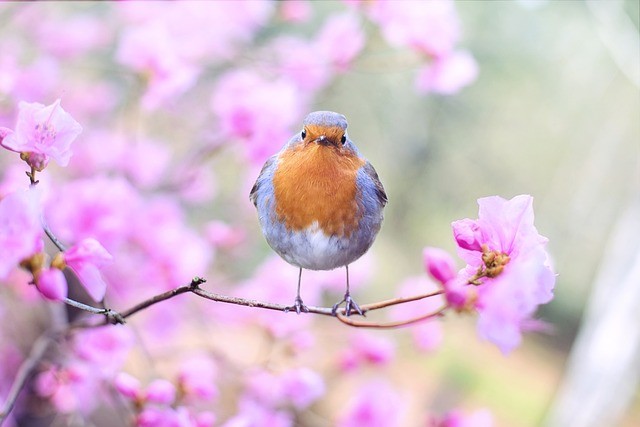 Key elements for capturing a good photograph